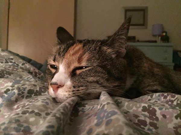 phoebe-cat-sleeping-weasel