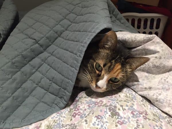 phoebe-cat-tucked-blanket