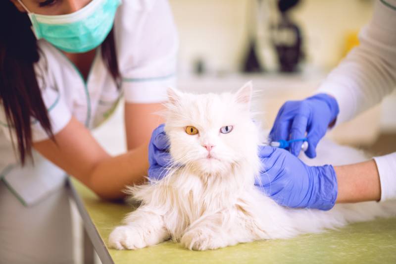 white cat with heterochormia receiving vaccine