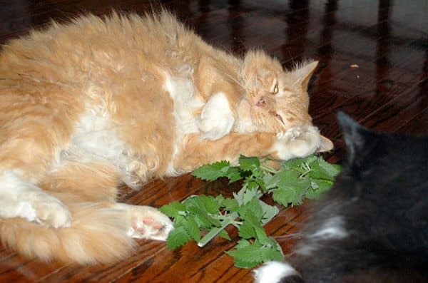 "Dude -- help yourself."