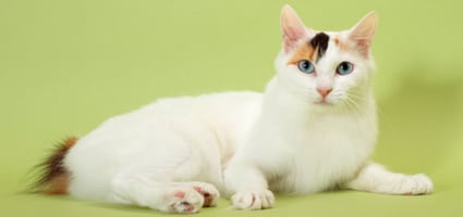 japanese bobtail cats