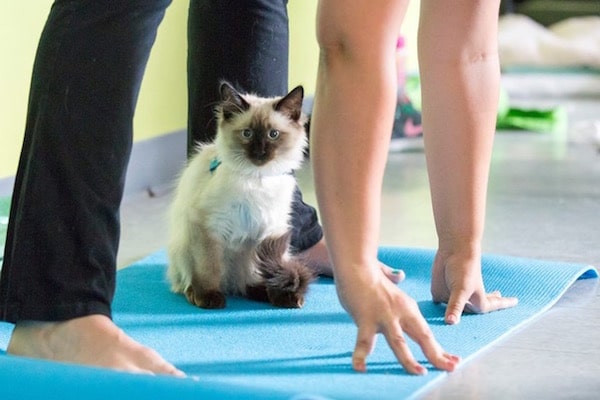 A Cat Cafe Bolsters an Ohio City’s Economic Revitalization Catster