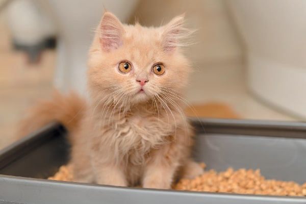 A kitten looking surprised or confused in the litter box.