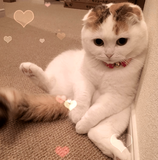 MomoPose2