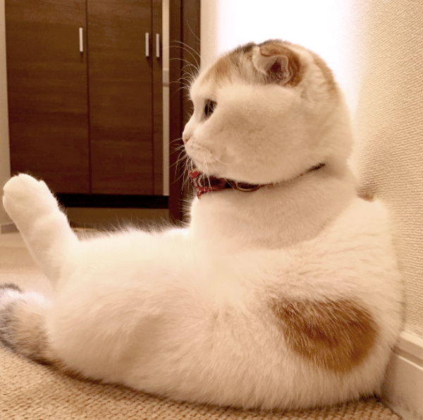 Momopose1