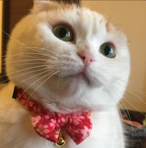 Momoschedule