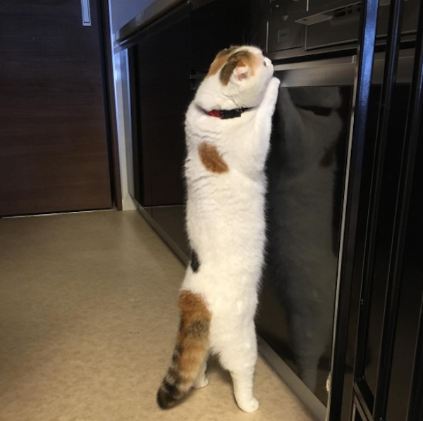 Momostove