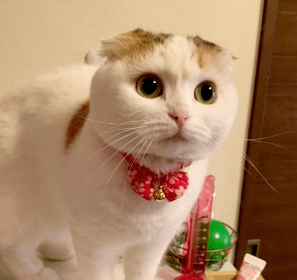Momotreats