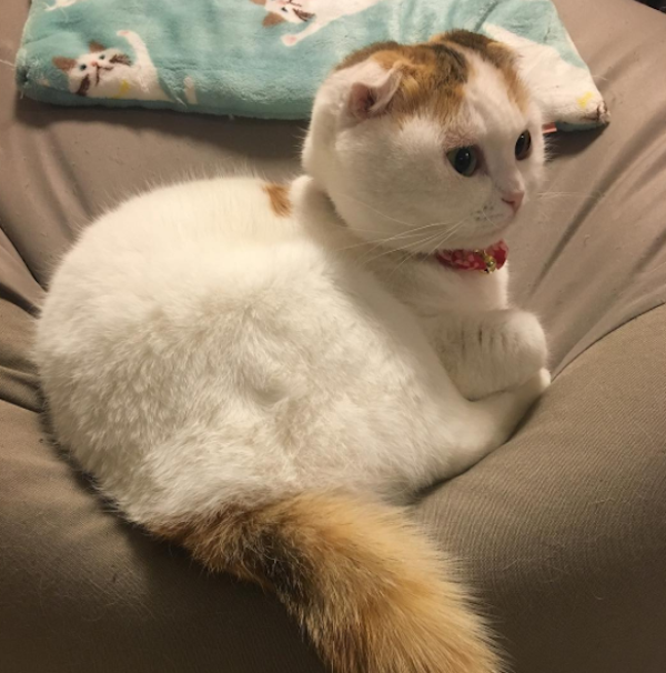 Momovisit