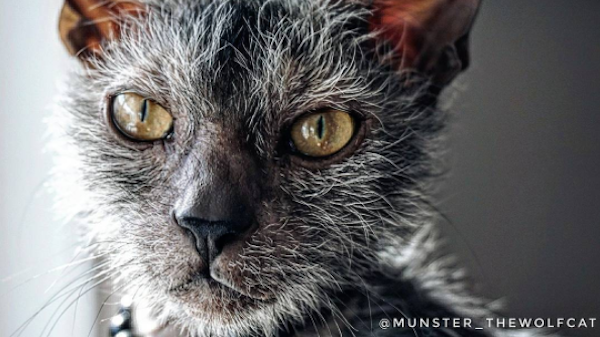 Munster1
