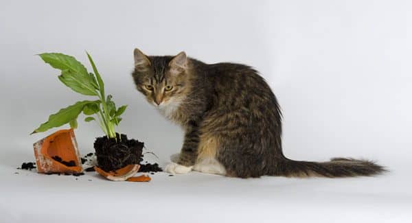 A fluffy brown cat standing next to a broken plant vase.