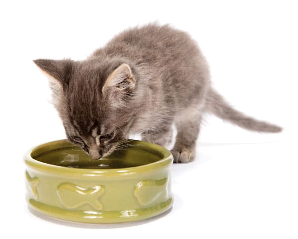 cat-drinking-water