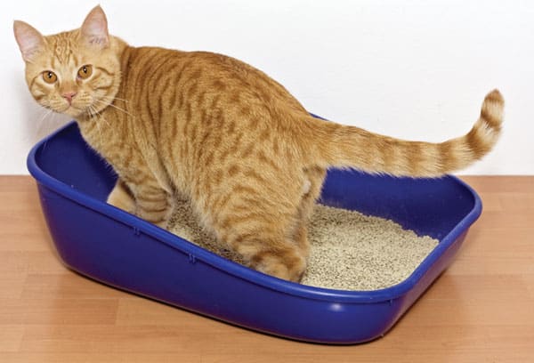 cat-litter-box-iStock-492403919