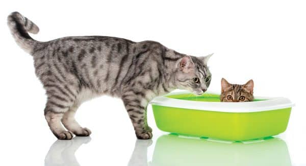 cat-litter-box-shutterstock_377182843