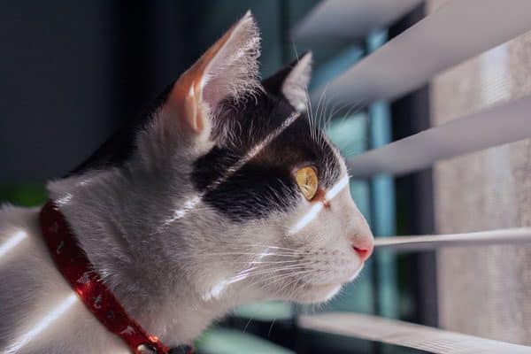 A black and white cat looking out of a window.