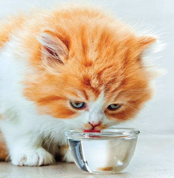 orange cat pee