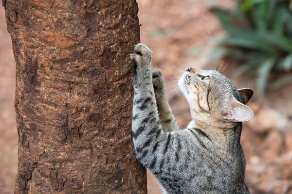 A gray tabby cat scratching a tree outside.