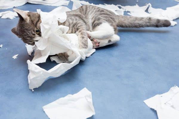 A cat unraveling a roll of toilet paper.