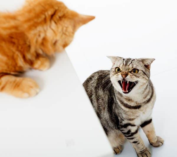 Two cats fighting.