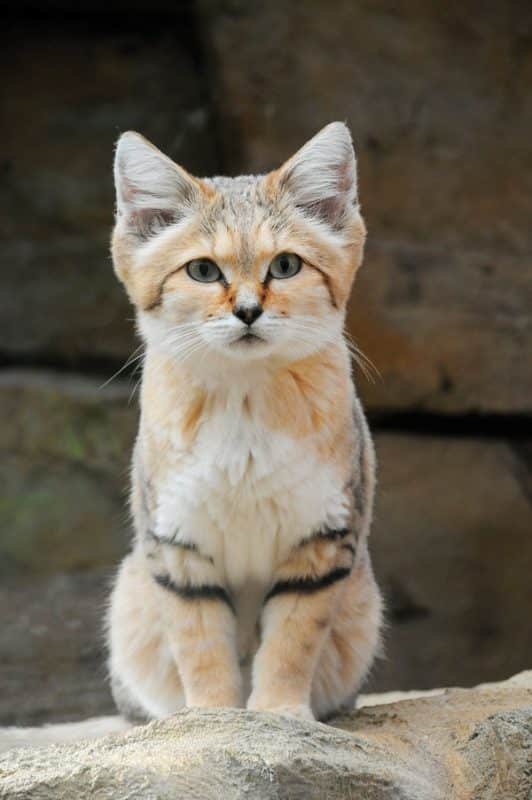 In the Wild: Meet the Sand Cat - Catster