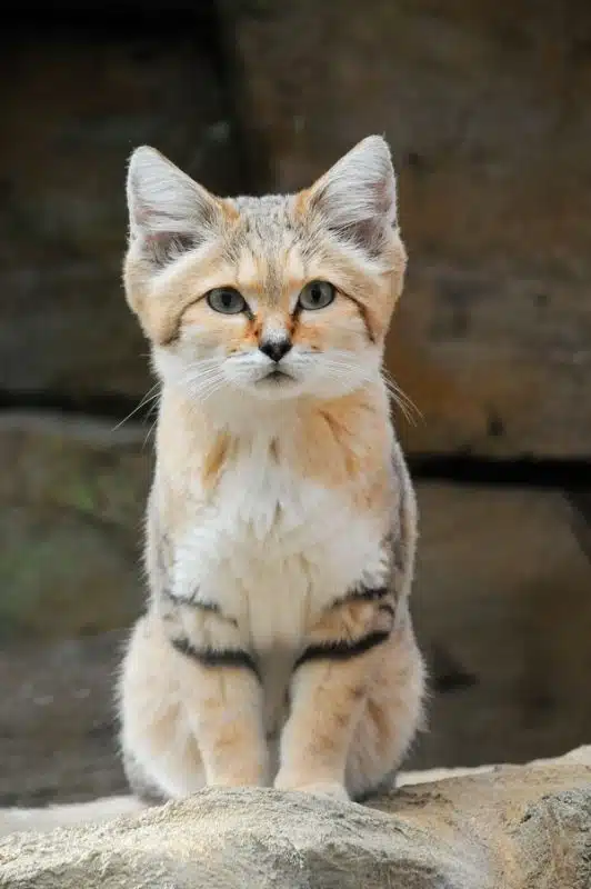 sand-cat-163032776