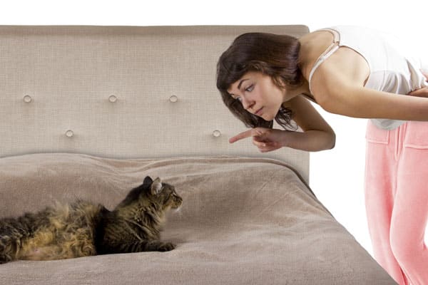 Is Your Cat Peeing On The Bed Or Couch Here S Why Catster