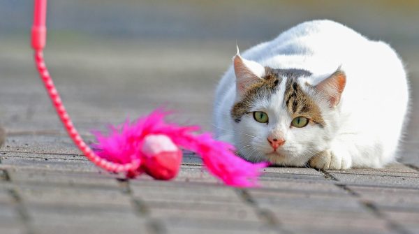 Always use toys to play with cats. Photo by Shutterstock