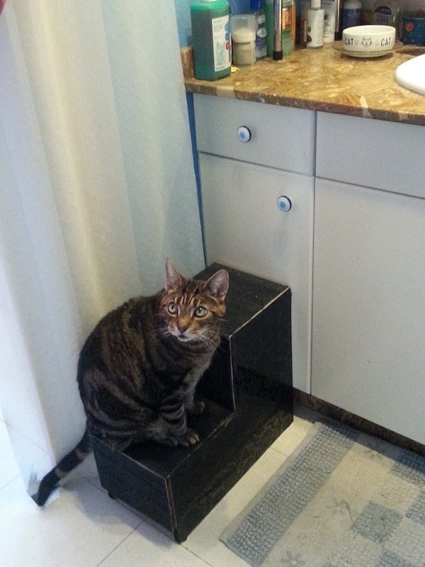 5 Things That Living With 2 Senior Cats Has Taught Me Catster