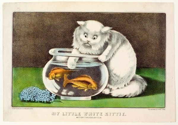 Meow-Mix-My-Little-White-Kittie-After-the-Goldfish