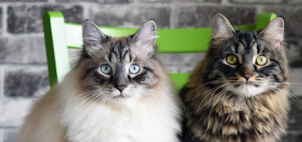 siberian cats odysseus and