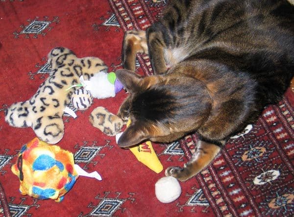 Cats need enriched environments.