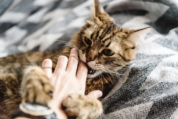 Cat being encouraged to bite. Photo by Shutterstock
