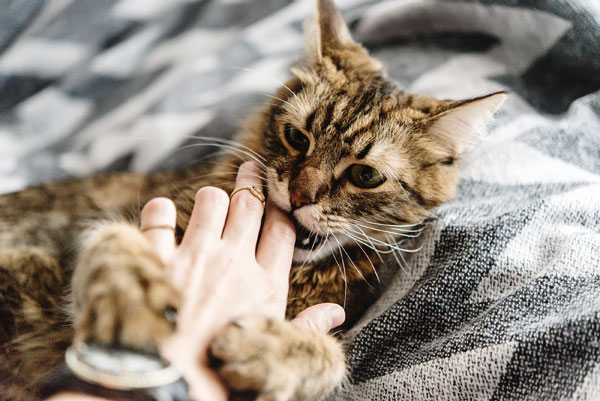Cat being encouraged to bite. Photo by Shutterstock