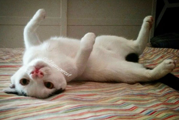 catster-piglet 1