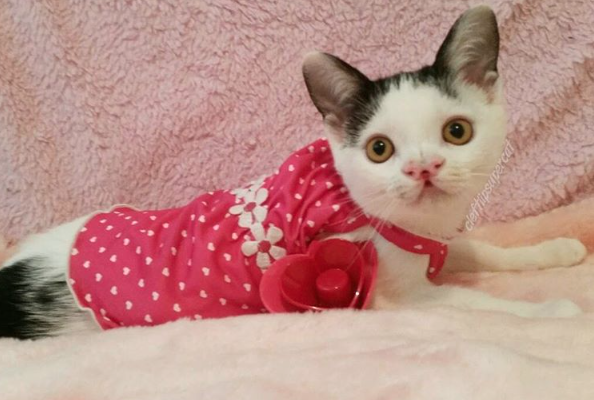 catster-piglet 3