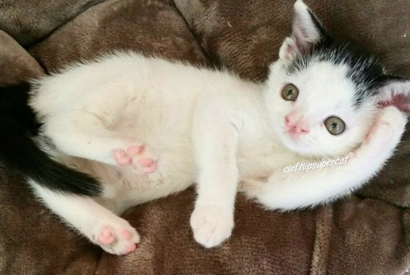 catster-piglet 4
