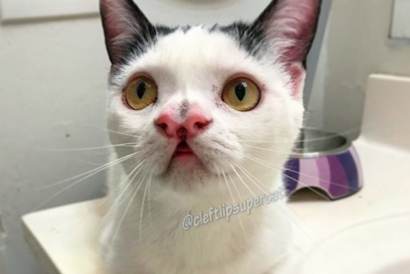 Born with a cleft lip, Piglet is absolutely perfect and has no long-term consequences to her health.