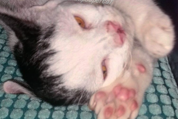 catster-piglet 9