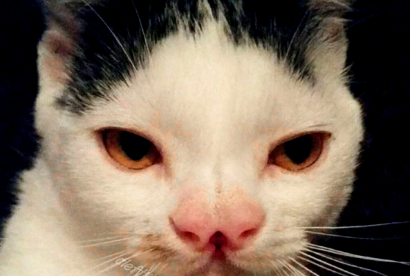 catster-piglet-close-up
