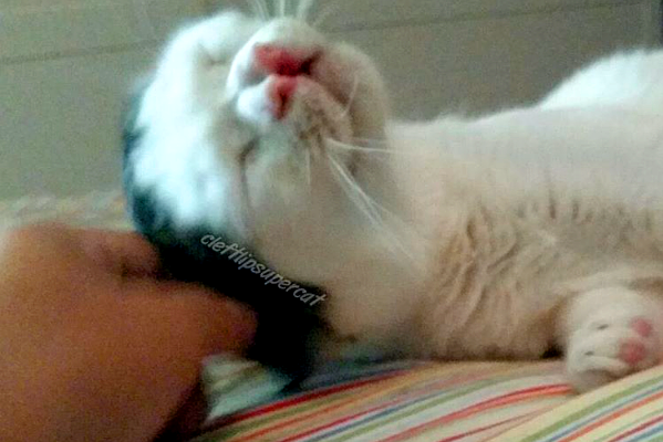 catster-piglet-head-pet