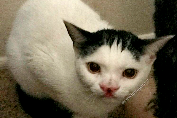 catster-piglet-looking-up