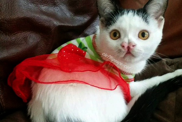 catster-piglet-red-cape
