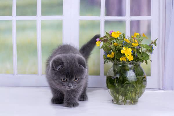 Safe Plants For Cats What To Have In Your Garden Catster