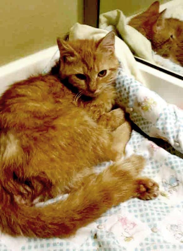jacki-in-hospitalwith-tail
