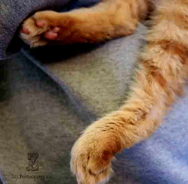 jackies-foot