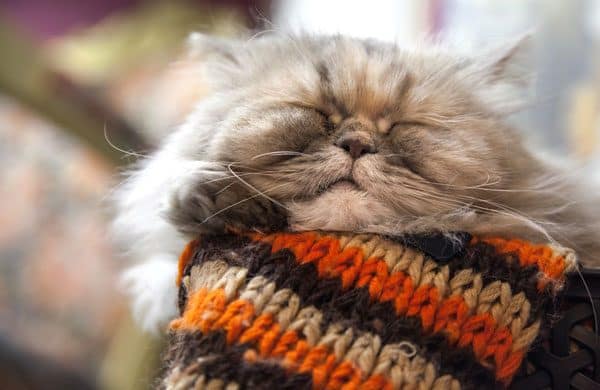 A little angel. Photo by Shutterstock