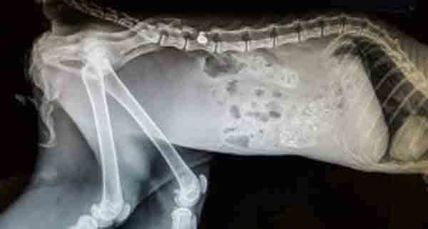 xrayweb