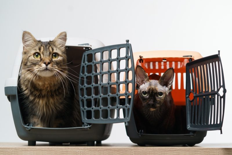 Two pet carriers and with cats