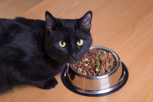 A black cat eating dry food from a bowl.