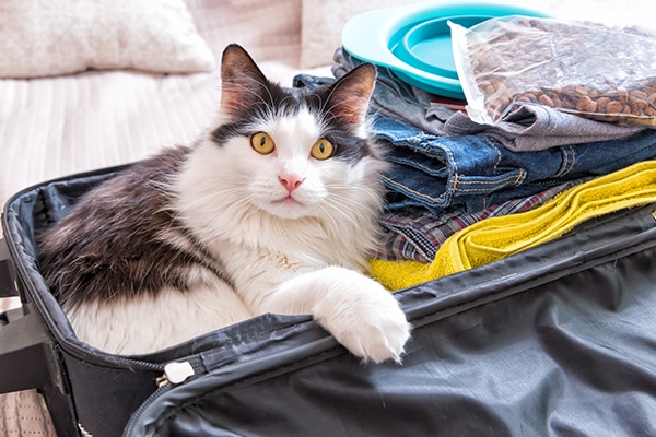 A black and white cat sitting in a suitcase, ready to travel.